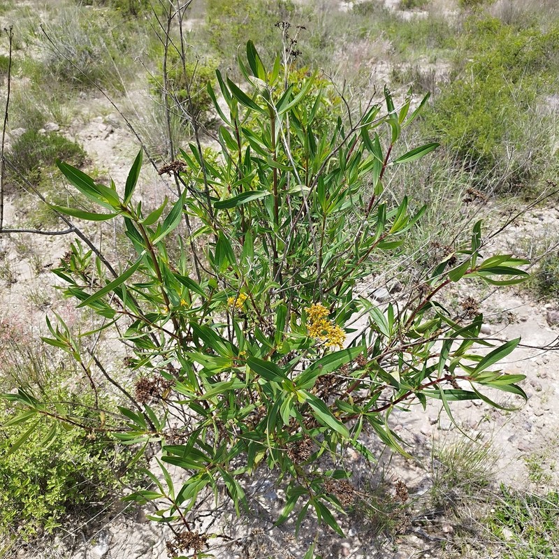 Flaveria pringlei photo 6
