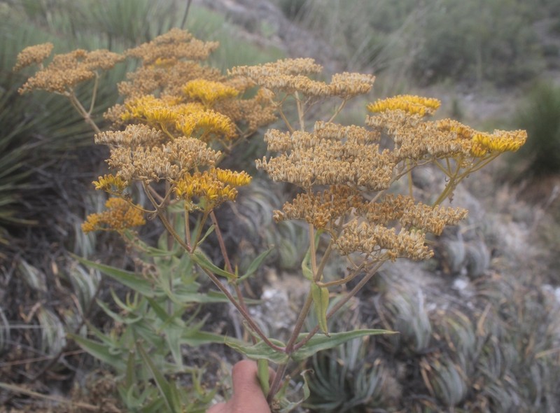 Flaveria pubescens