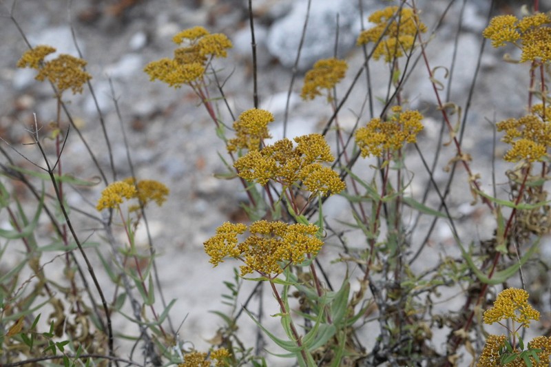 Flaveria pubescens photo 2