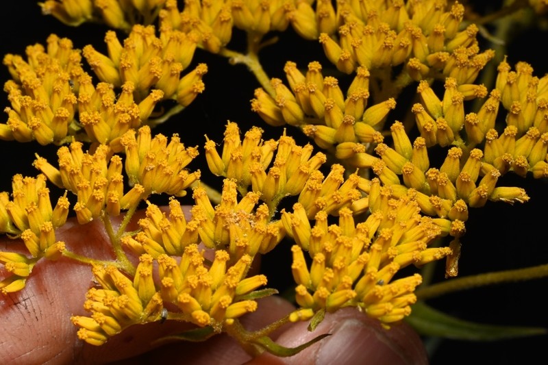Flaveria pubescens photo 3