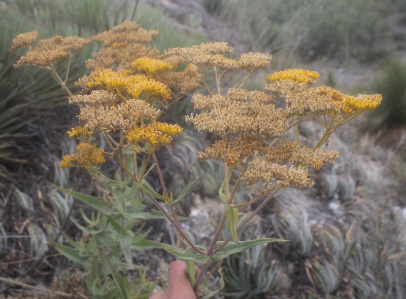 Flaveria pubescens photo 6