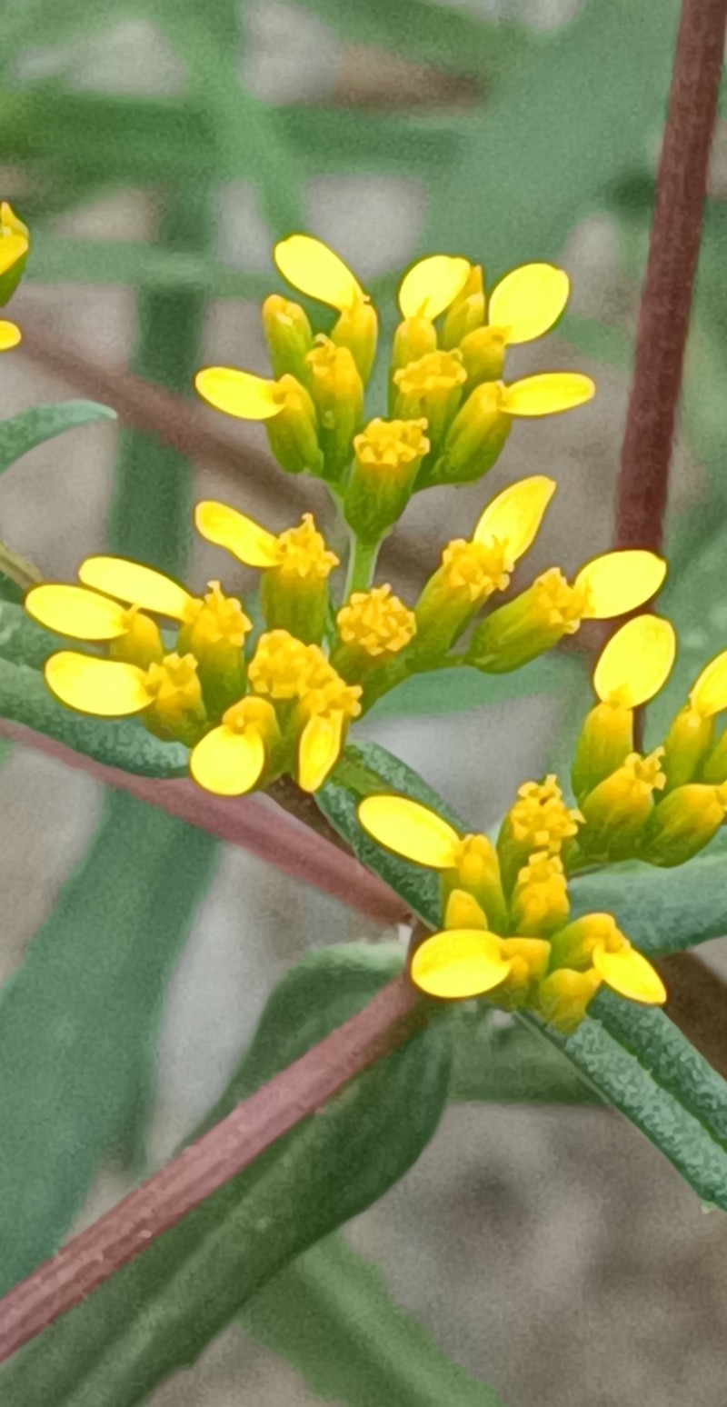 Flaveria ramosissima