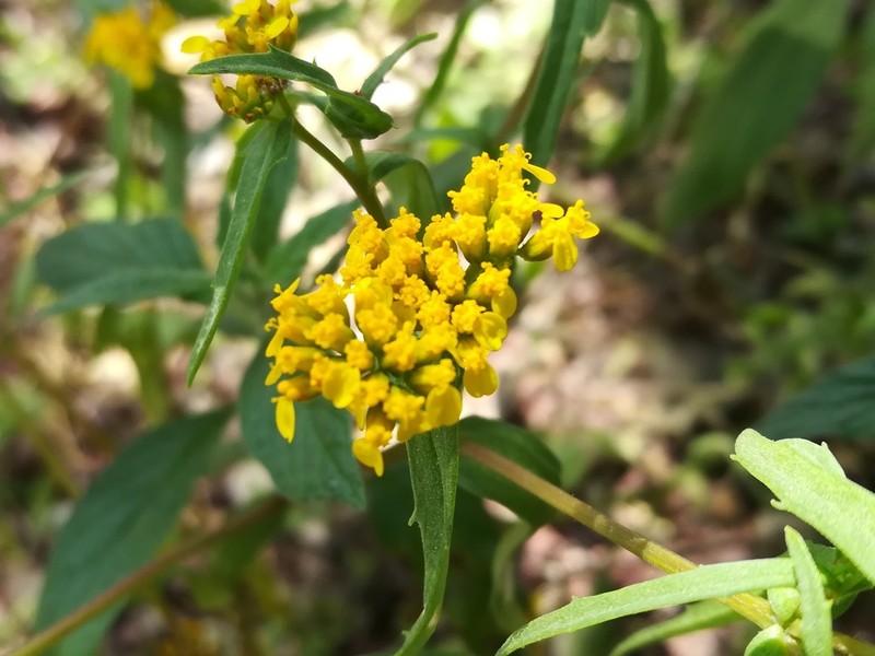 Flaveria ramosissima photo 2