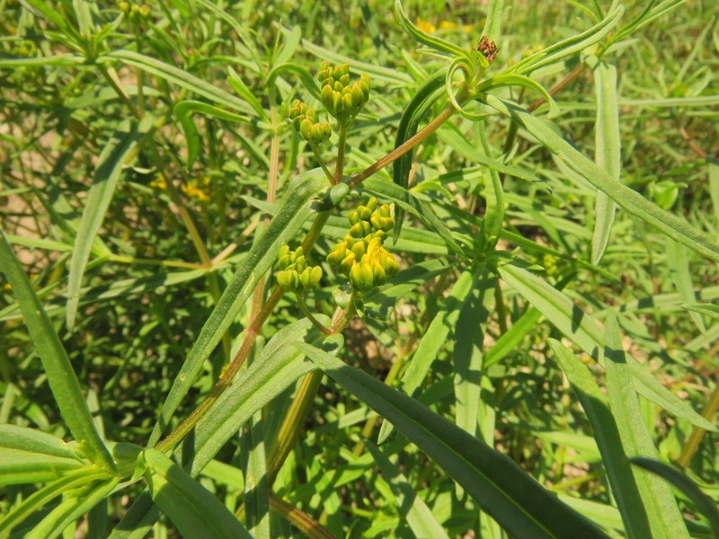 Flaveria ramosissima photo 3