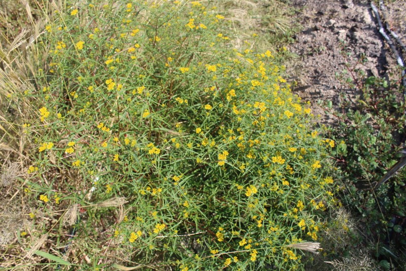 Flaveria ramosissima photo 4