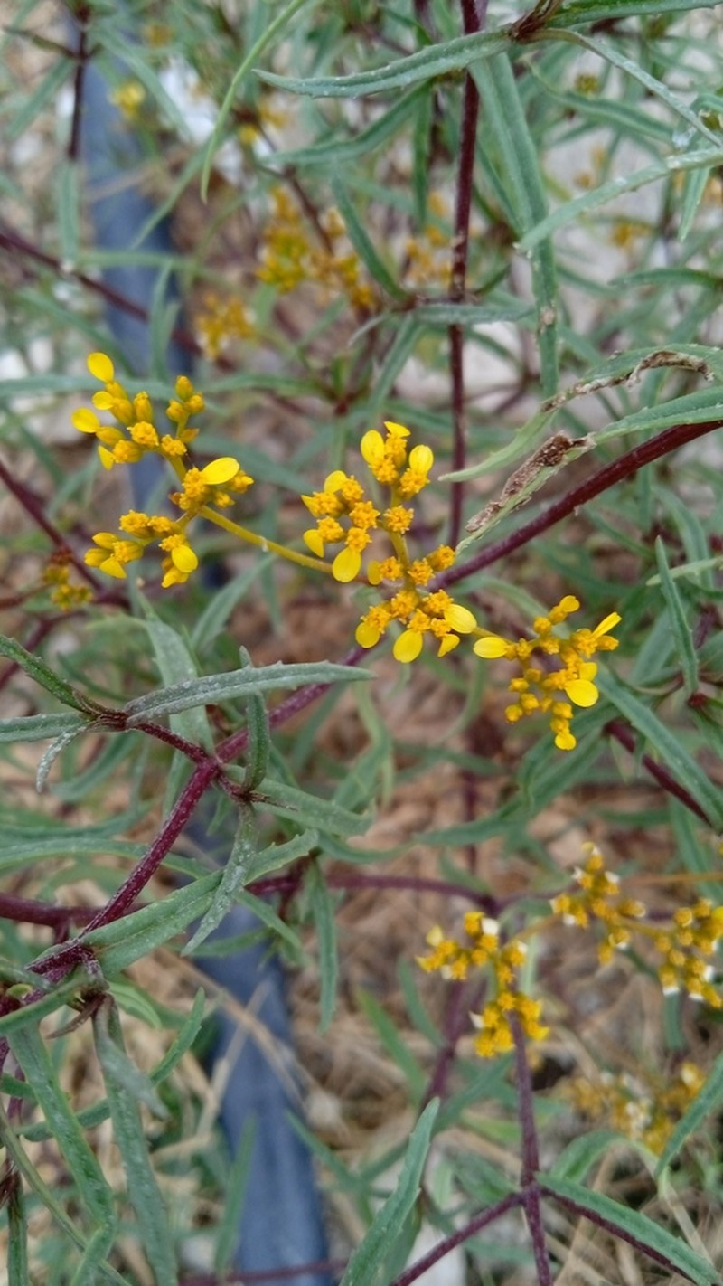 Flaveria ramosissima photo 5