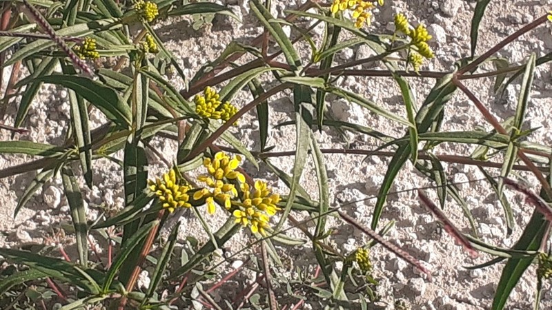 Flaveria ramosissima photo 6