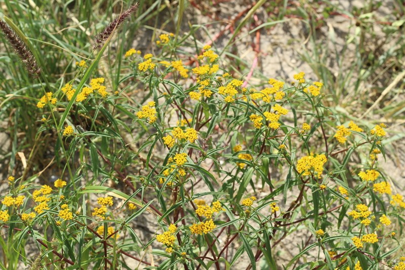 Flaveria ramosissima photo 8