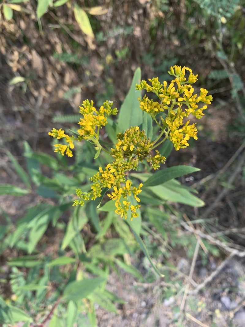 Flaveria robusta