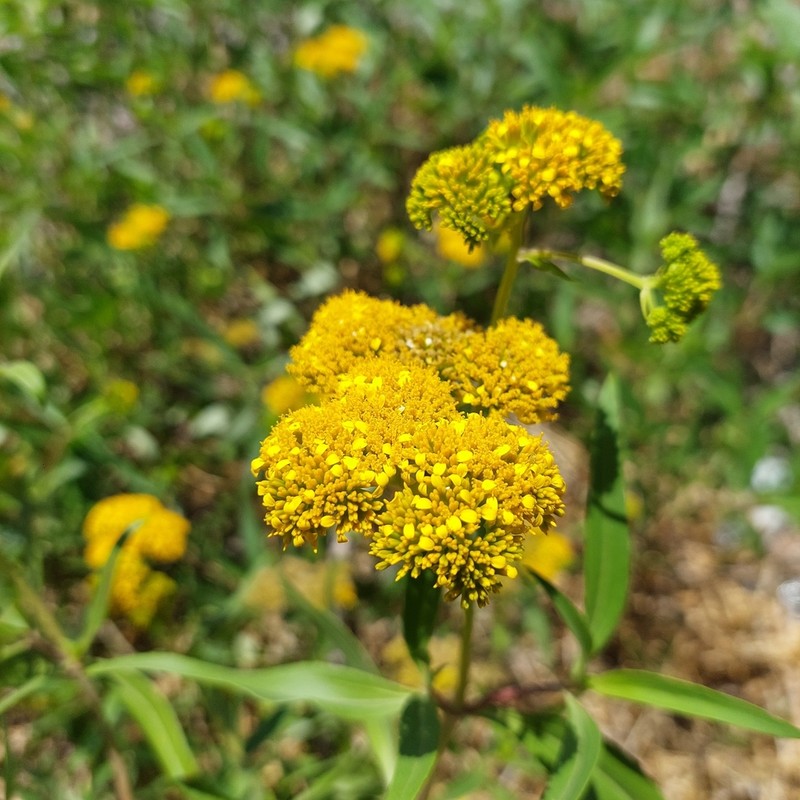 Flaveria robusta photo 4