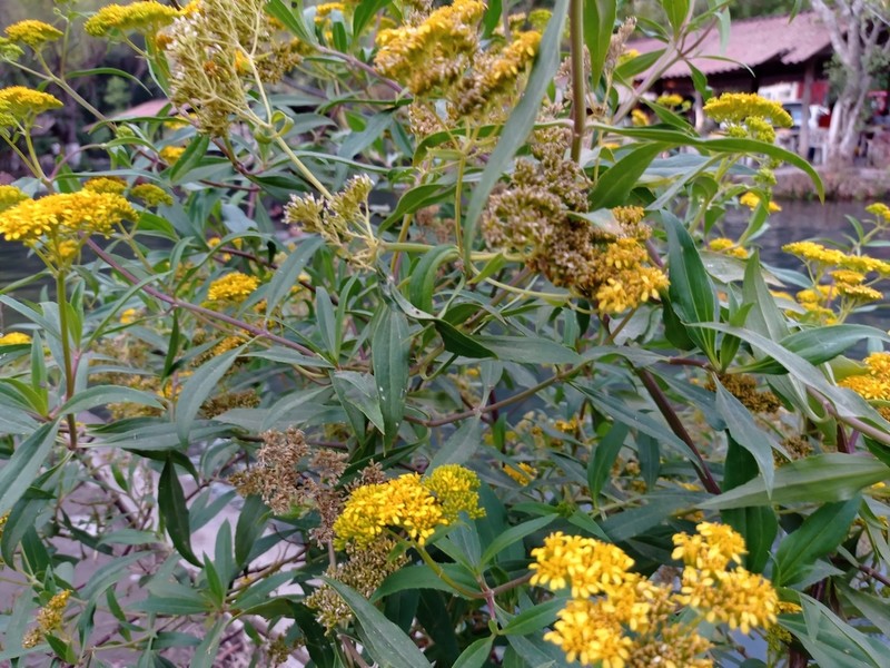 Flaveria robusta photo 5