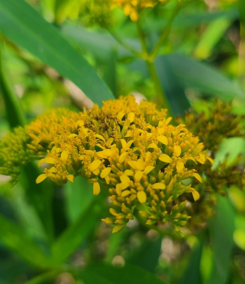 Flaveria robusta photo 6