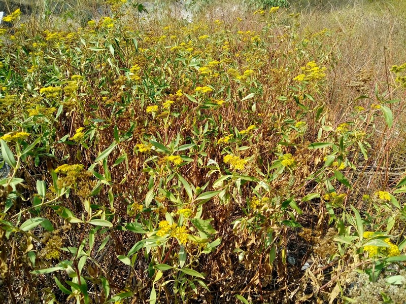 Flaveria robusta photo 7