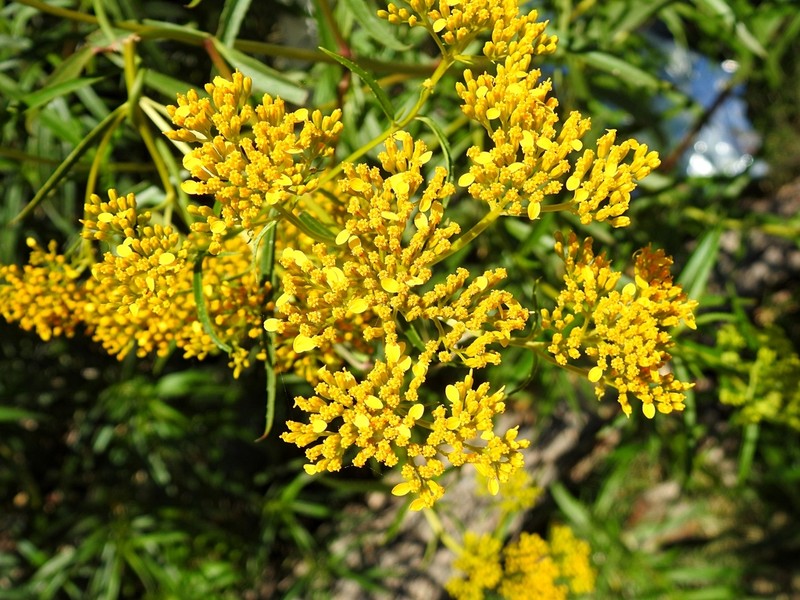 Flaveria sonorensis