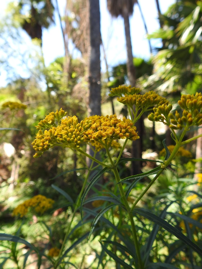 Flaveria sonorensis photo 2