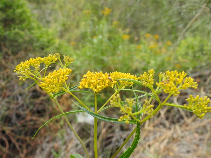 Flaveria sonorensis photo 3