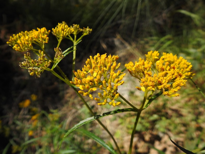 Flaveria sonorensis photo 4