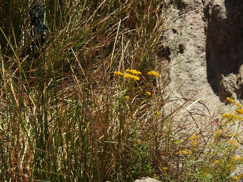 Flaveria sonorensis photo 6