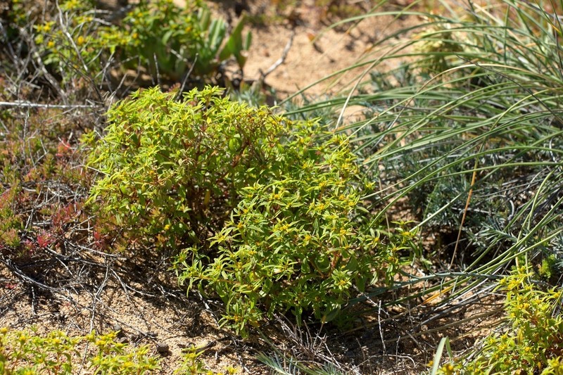Clustered Yellowtops
