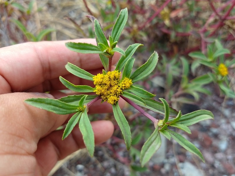 Clustered Yellowtops photo 2