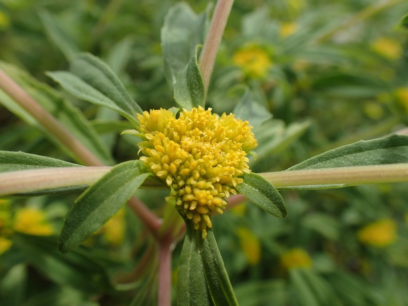 Clustered Yellowtops photo 3