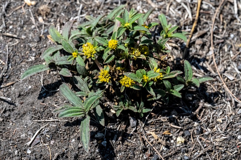 Clustered Yellowtops photo 4
