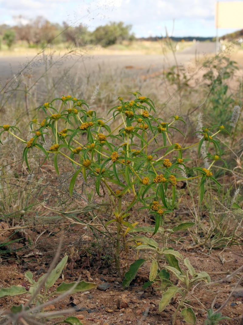 Clustered Yellowtops photo 5