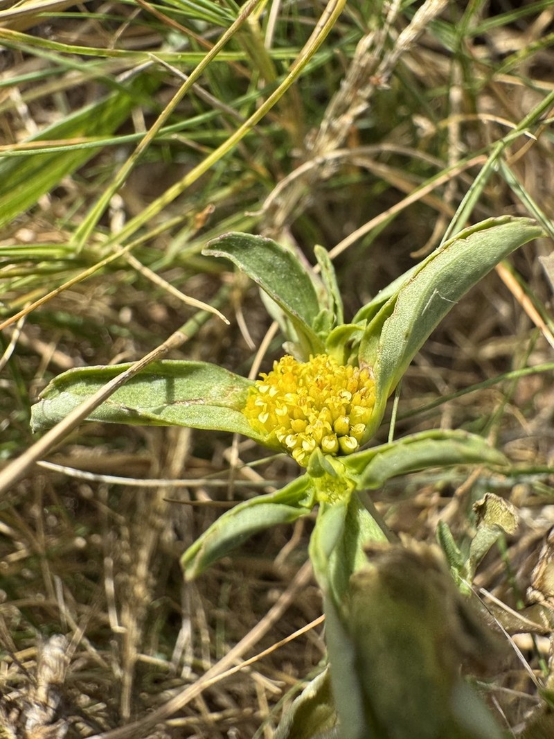 Clustered Yellowtops photo 6