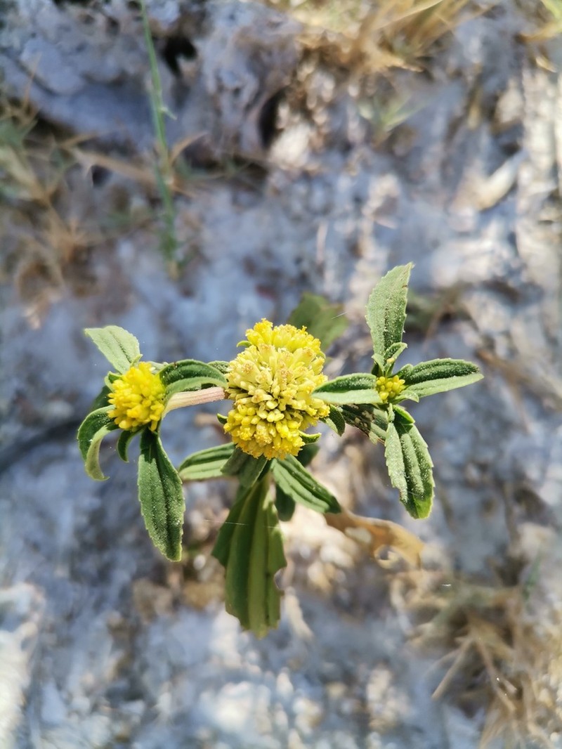 Clustered Yellowtops photo 7
