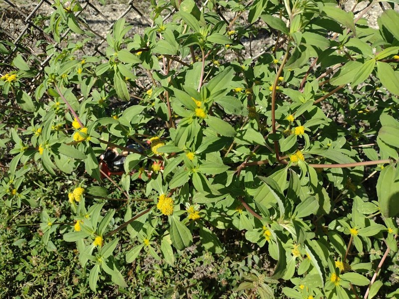 Clustered Yellowtops photo 8