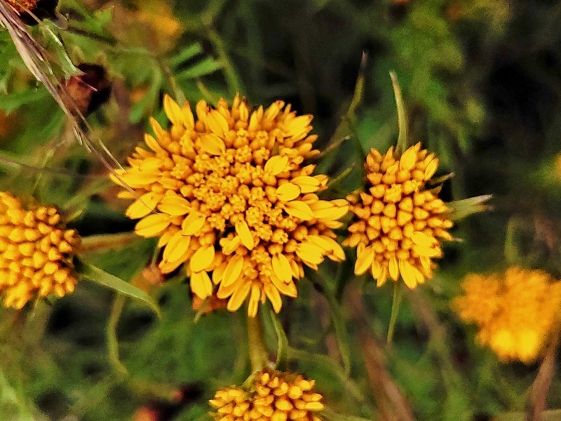 Flaveria vaginata