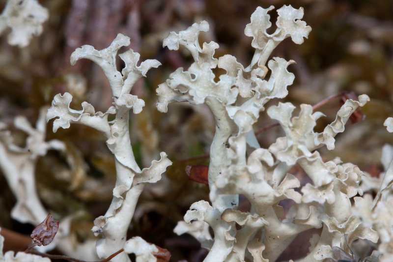 Flavocetraria cucullata