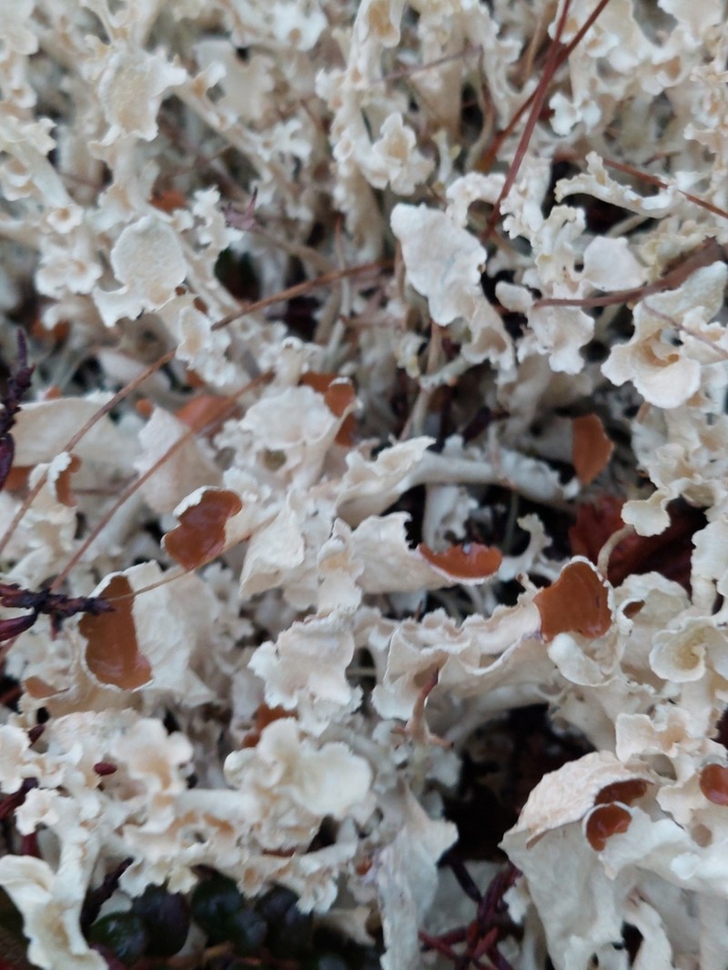 Flavocetraria cucullata