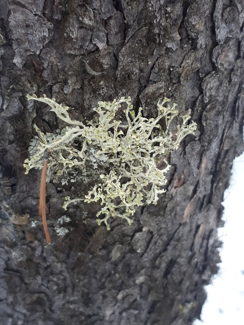 Flavocetraria cucullata photo 2