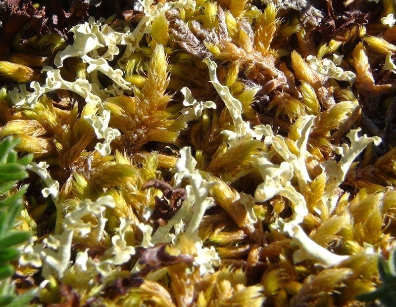 Flavocetraria cucullata photo 3