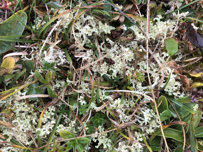 Flavocetraria cucullata photo 4