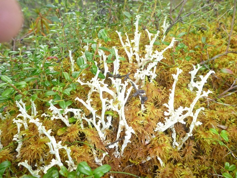 Flavocetraria cucullata photo 5