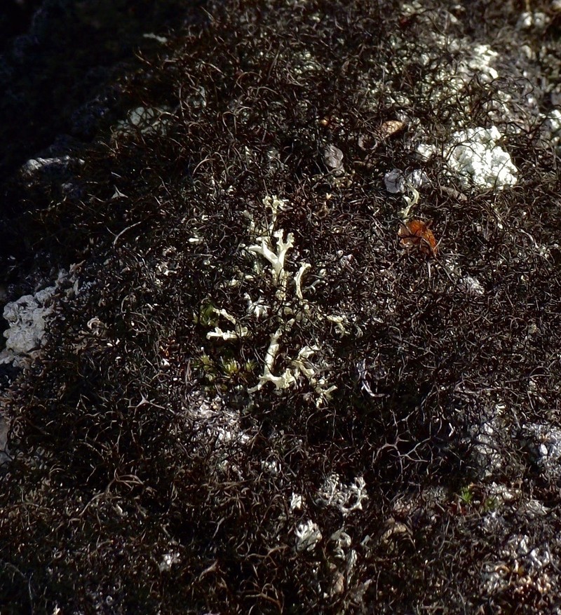 Flavocetraria cucullata photo 6
