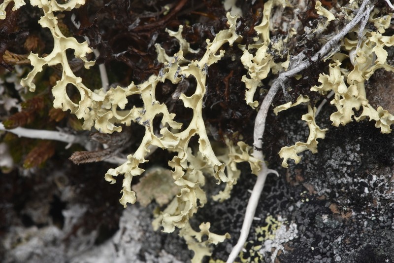 Flavocetraria cucullata photo 8