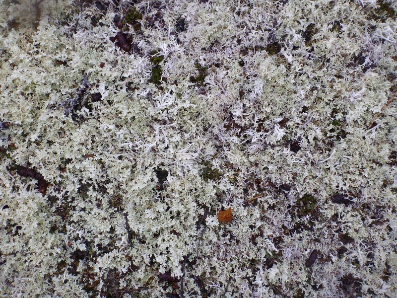 Flavocetraria nivalis