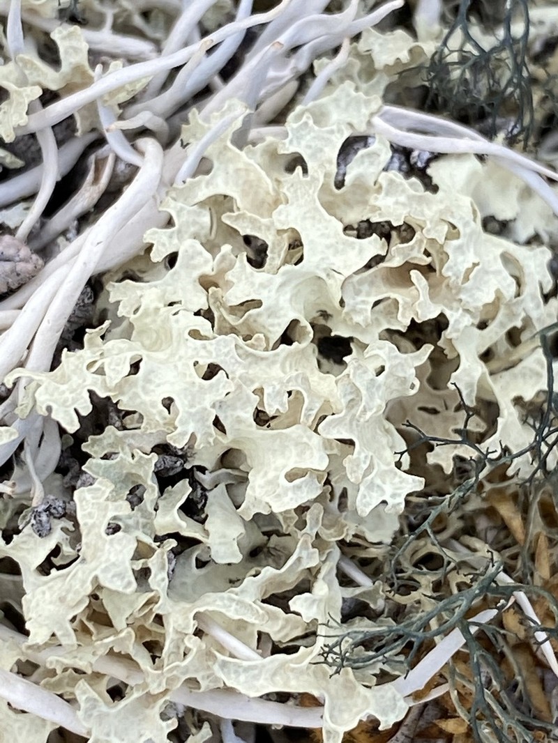 Flavocetraria nivalis photo 2