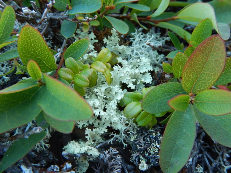 Flavocetraria nivalis photo 3
