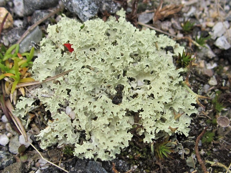 Flavocetraria nivalis photo 4