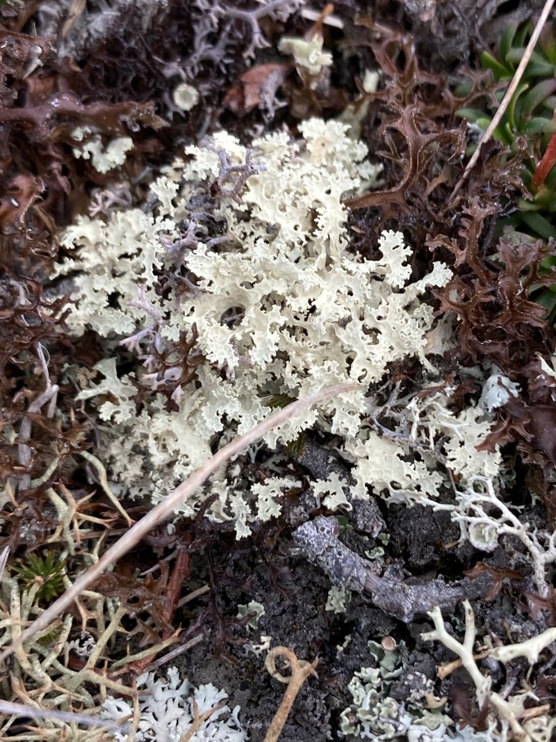 Flavocetraria nivalis photo 5