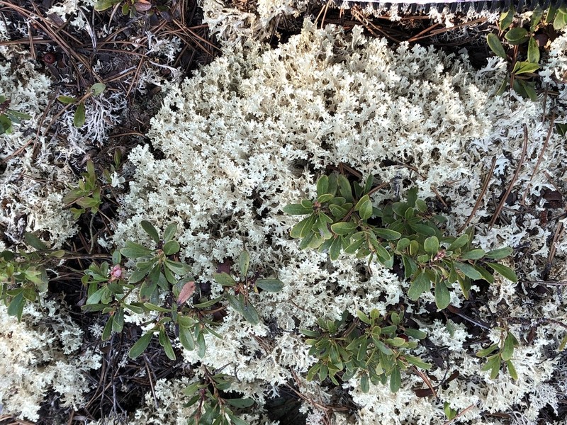 Flavocetraria nivalis photo 6