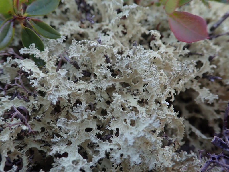 Flavocetraria nivalis photo 7