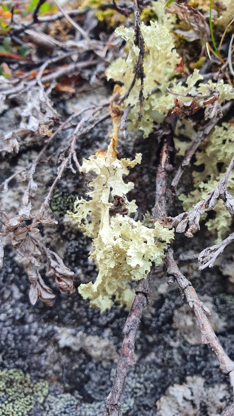 Flavocetraria nivalis photo 8