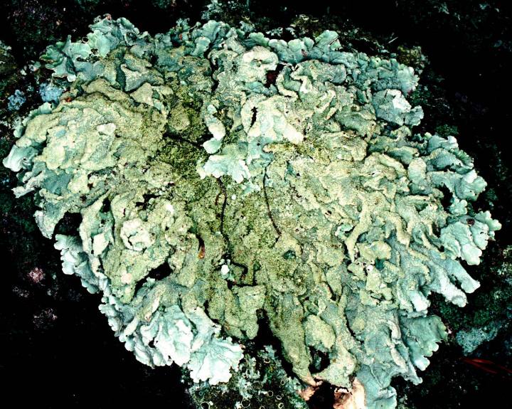 Baltimore Flavoparmelia Lichen