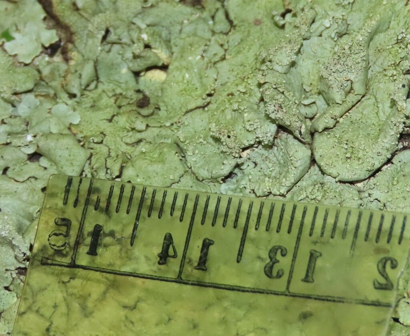 Baltimore Flavoparmelia Lichen
