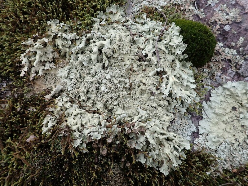 Baltimore Flavoparmelia Lichen photo 2